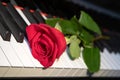 A bright red rose lies on a black and white piano keyboard, a flower and music, a symbol