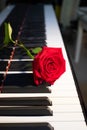 A bright red rose lies on a black and white piano keyboard, a flower and music, a symbol, vertical picture