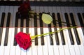 A bright red rose lies on a black and white piano keyboard, reflection of the rose, a beauty and music, a symbol
