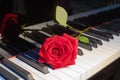 A bright red rose lies on a black and white piano keyboard, symbol of romance