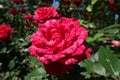 Bright red rose with muted pink streaks running across petals