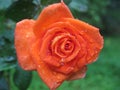 Bright red rose in raindrops on a green background