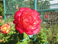 Bright red rose in the sun in a park.