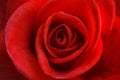 Bright Red Rose for Valentine`s Day Royalty Free Stock Photo