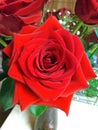 Bright red rose in vase Royalty Free Stock Photo