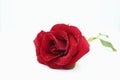 A bright red rose with water droplets on its petals. Red rose and water drops. Royalty Free Stock Photo