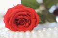 Bright red rose, white peart necklace on a white background closeup. Royalty Free Stock Photo