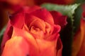 Bright red rosebud and green leaves. Closeup of a rose bud Royalty Free Stock Photo