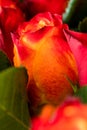 Bright red rosebud and green leaves. Closeup of a rose bud Royalty Free Stock Photo
