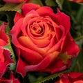 Bright red rosebud and green leaves. Closeup of a rose bud Royalty Free Stock Photo