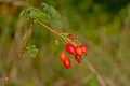 Bright red rosehips on a branch