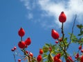 Bright red rosehips on clear blue sky background. Nature wallpaper stock photo Royalty Free Stock Photo