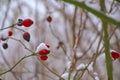 Bright red Rosehips covered in snow Royalty Free Stock Photo