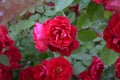 Bright red roses bloom in the garden. Summer flowers Royalty Free Stock Photo