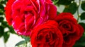 Red roses in the garden Royalty Free Stock Photo