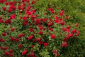 Bright red roses with buds on a background of a green bush after rain. Beautiful red roses in the summer garden. Royalty Free Stock Photo