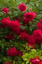 Bright red roses with buds on a background of a green bush after rain. Beautiful red roses in the summer garden. Royalty Free Stock Photo