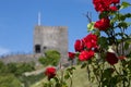 Bright red roses with Clitheroe castle in the background. Ribble valley park