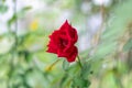 Bright red roses Green leaves behind Royalty Free Stock Photo