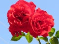 Bright red roses immersed in green foliage against a blue sky exude the finest fragrance