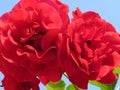 Bright red roses immersed in green foliage against a blue sky exude the finest fragrance