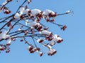 red rowan berries on the branches covered with snow Royalty Free Stock Photo