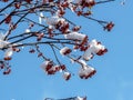 red rowan berries on the branches covered with snow Royalty Free Stock Photo