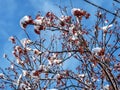 red rowan berries on the branches covered with snow Royalty Free Stock Photo