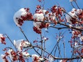 red rowan berries on the branches covered with snow Royalty Free Stock Photo