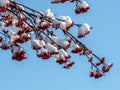 red rowan berries on the branches covered with snow Royalty Free Stock Photo