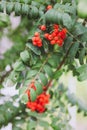 Bright red rowan berries Royalty Free Stock Photo