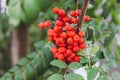 Bright red rowan berries Royalty Free Stock Photo