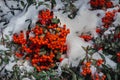 Bright red rowan berries and green leaves Royalty Free Stock Photo