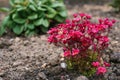 Bright red Saxifraga flowers in spring in the garden close-up Royalty Free Stock Photo