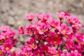 Bright red Saxifraga flowers in spring in the garden close-up Royalty Free Stock Photo