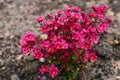 Bright red Saxifraga flowers in spring in the garden close-up Royalty Free Stock Photo