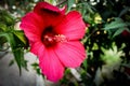 bright red scarlet flower close up with dark green bokeh background. Hawaiian hibiscus flower. Chinese hibiscus. China rose flower Royalty Free Stock Photo