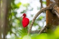 Brilliant red Scarlet Ibis perched in a tree in the mangrove. Royalty Free Stock Photo