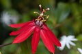 Bright red scarlet passion flower flower with a Convergent lady beetle