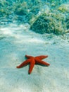 A bright red sea star close up on the sandy seabed, underwater scene. Royalty Free Stock Photo