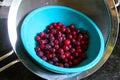 Bright Red Serviceberries in a Cyan Blue Bowl 2 - Amelanchier
