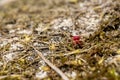 Bright red small macro spider crawls on sand and grass Royalty Free Stock Photo