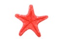 Bright red starfish isolated