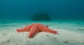 A bright red starfish, possibly Protoreaster nodosus, is situated on a sandy ocean Royalty Free Stock Photo