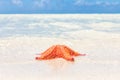 Bright red starfish (sea star) on a beach Royalty Free Stock Photo