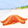 Bright red starfish (sea star) on a beach Royalty Free Stock Photo