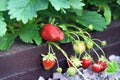 Bright red strawberry berries growing in the garden.ÃÂ¡oncept of useful vitimin diet food, allergies, gardening of plants Royalty Free Stock Photo