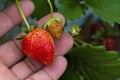 Bright red strawberry Collected, from fresh gardens Royalty Free Stock Photo