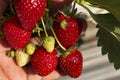 Bright red strawberry Collected, from fresh gardens Royalty Free Stock Photo
