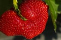 Bright red strawberry Collected, from fresh gardens Royalty Free Stock Photo
